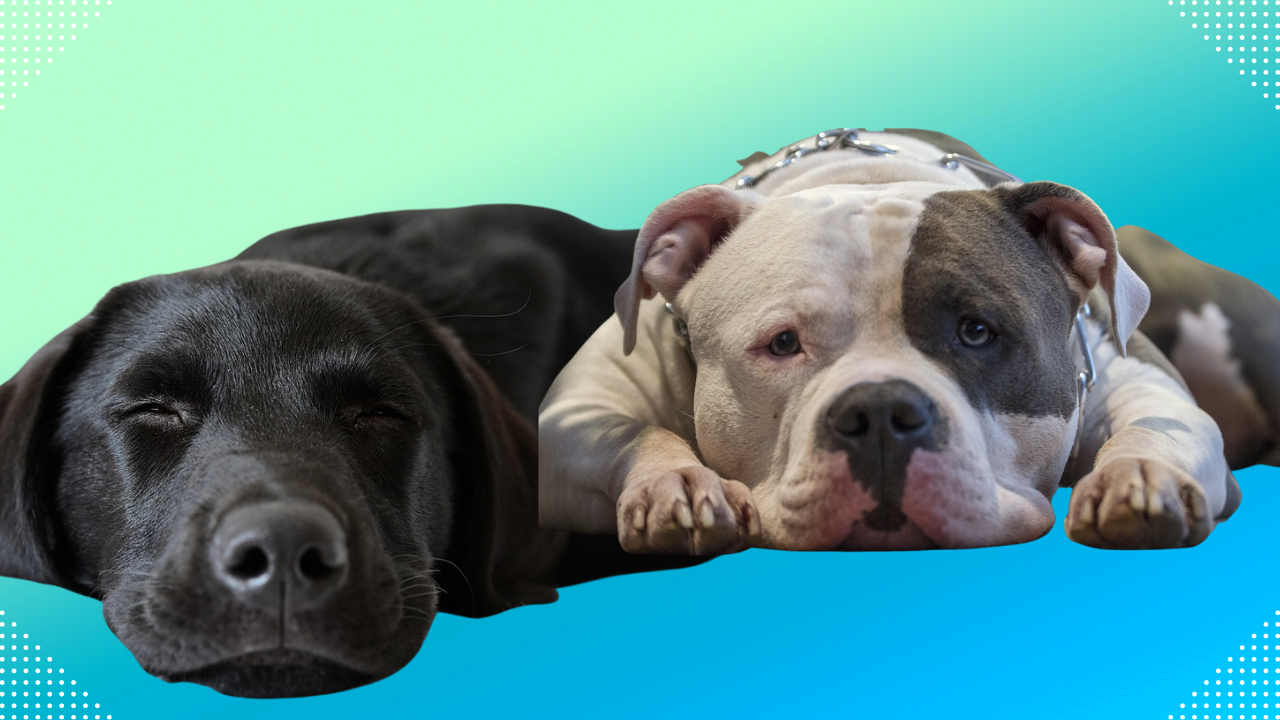 Labrador Retriever Pitbull Mix Everything you need to know